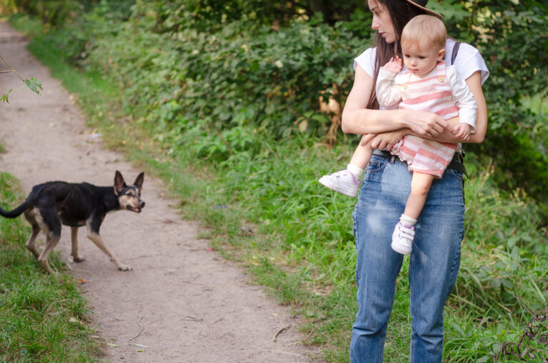 What Are California’s Off-Leash Laws for Dogs?